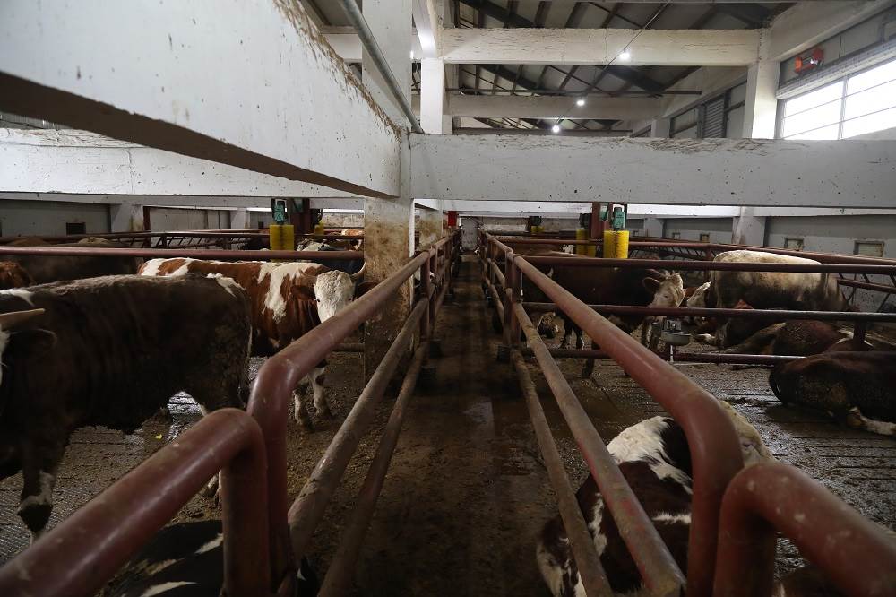 BÜYÜKŞEHİRDEN KABADÜZ’E ÖRNEK BESİ ÇİFTLİĞİ